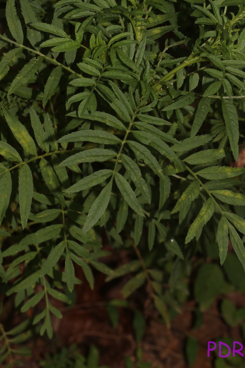 Tagetes erecta L.